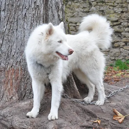 Bed & Breakfast Chateau Saint Vincent *