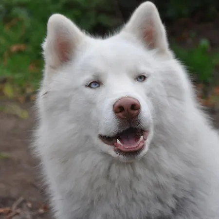 Chateau Saint Vincent Bed & Breakfast Bazas