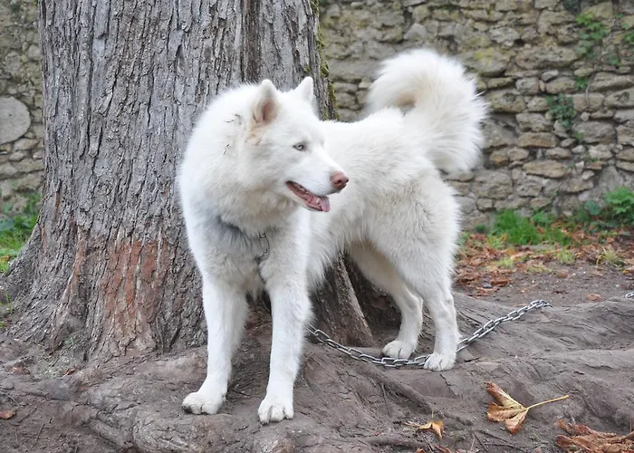 Bed & Breakfast & Chateau Saint Vincent *