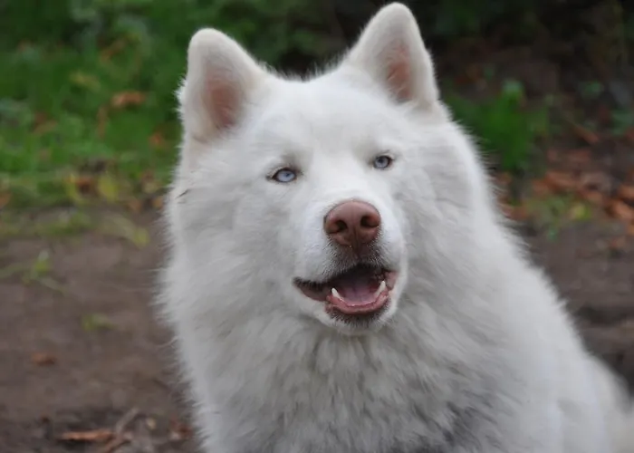 & Chateau Saint Vincent Bed & Breakfast Bazas